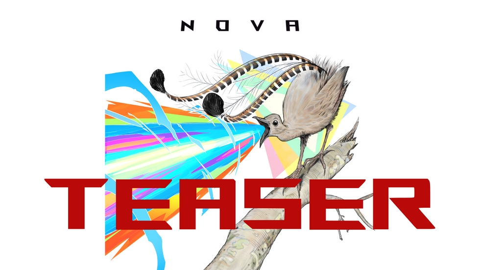 NOVA teaser: a lyrebird singing out a burst of color